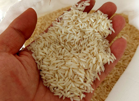 تصویر از برنج طارم هاشمی حاج سینا ۵ کیلویی